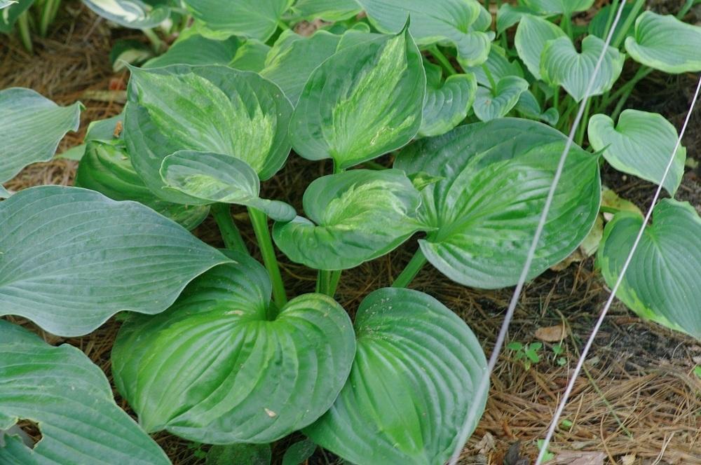 Photo of Hosta 'Midnight at the Oasis' uploaded by Rose1656