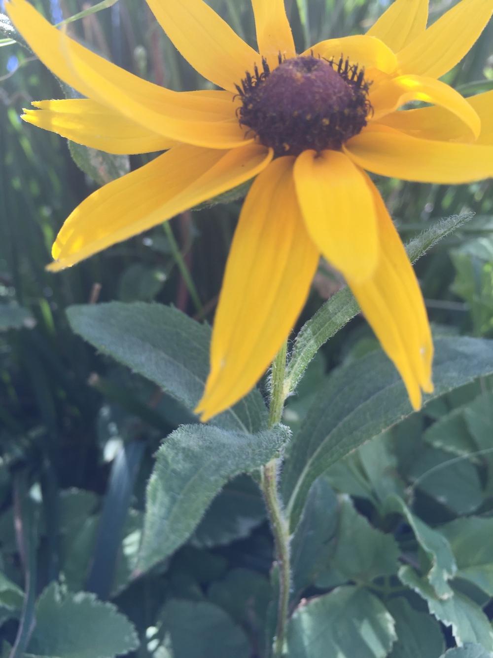 Photo of Black-eyed Susan (Rudbeckia speciosa 'Viette's Little Suzy') uploaded by SpringGreenThumb