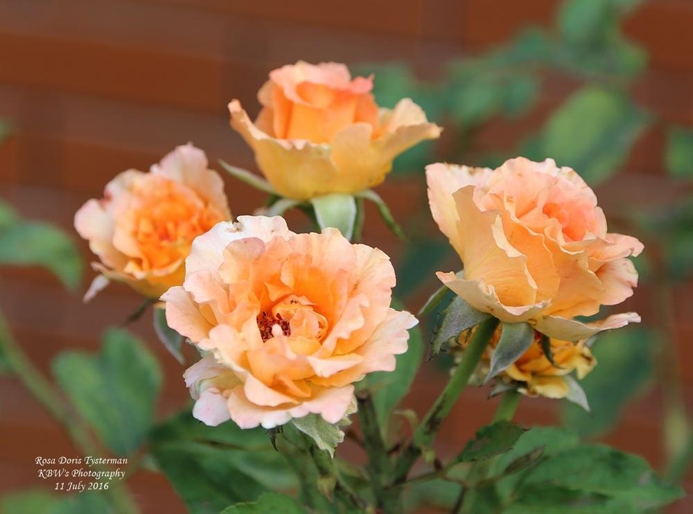 Photo of Rose (Rosa 'Doris Tysterman') uploaded by kbw664
