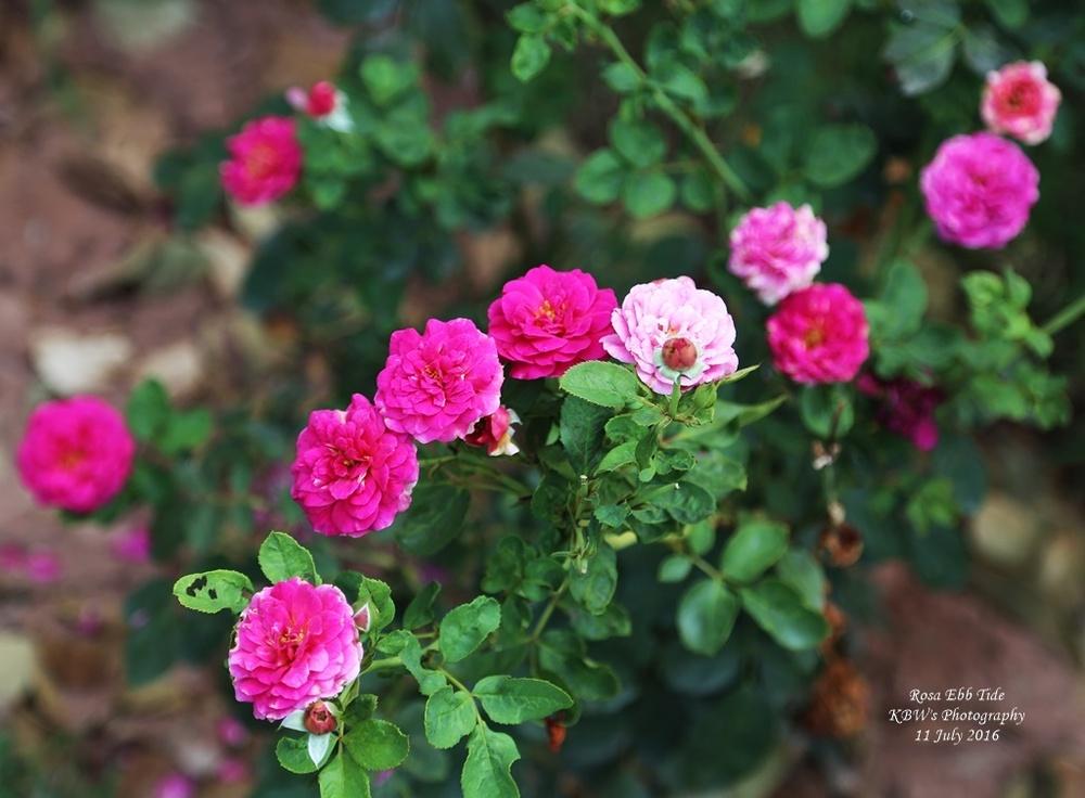 Photo of Rose (Rosa 'Ebb Tide') uploaded by kbw664