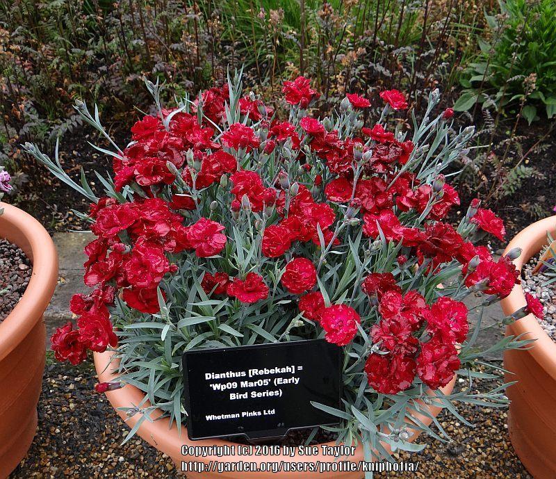 Photo of Border Pinks (Dianthus Early Bird™ Radiance) uploaded by kniphofia