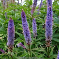 Location: RHS Harlow Carr, Yorkshire, UK
Date: 2016-07-11