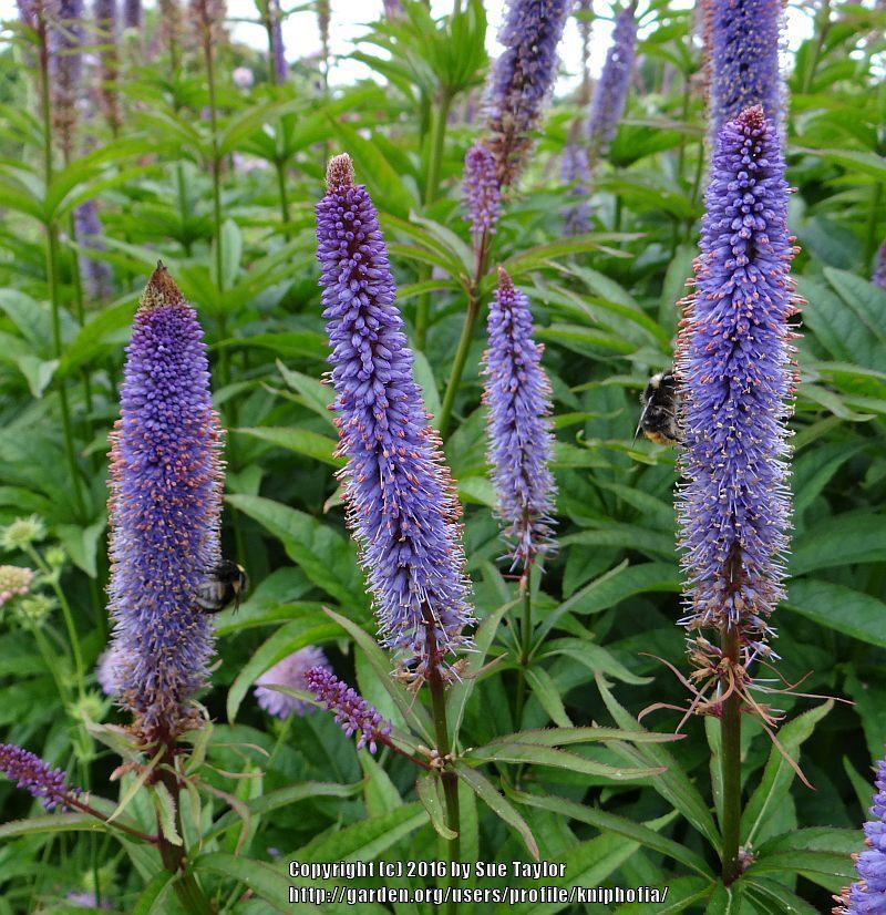 Photo of Culver's Root (Veronicastrum virginicum 'Cupid') uploaded by kniphofia