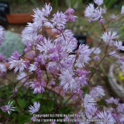 Location: RHS Harlow Carr alpine house, Yorkshire, UK
Date: 2016-07-11