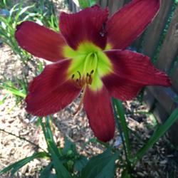 Location: My zone 5 garden
Date: 2016-07-12
This 2nd bloom is better.  This is a super tall plant.