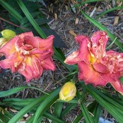 Location: My zone 5 garden
Date: 2016-07-12
This is a really good performer.  The scapes are short, but the b