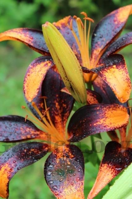 Photo of Lily (Lilium 'Paris Heart') uploaded by magnolialover