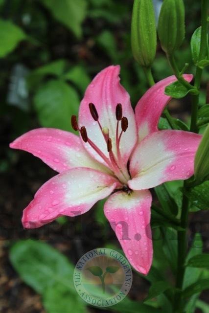 Photo of Lily (Lilium 'Levi') uploaded by magnolialover