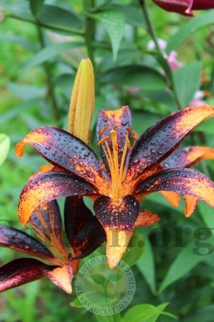 Photo of Lily (Lilium 'Paris Heart') uploaded by magnolialover