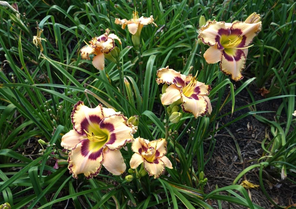 Photo of Daylily (Hemerocallis 'King of the Ages') uploaded by mantisOH