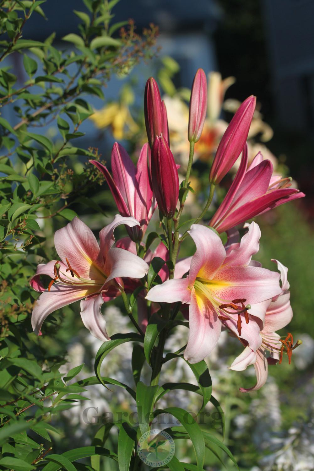 Photo of Lily (Lilium 'Space Mountain') uploaded by sgardener