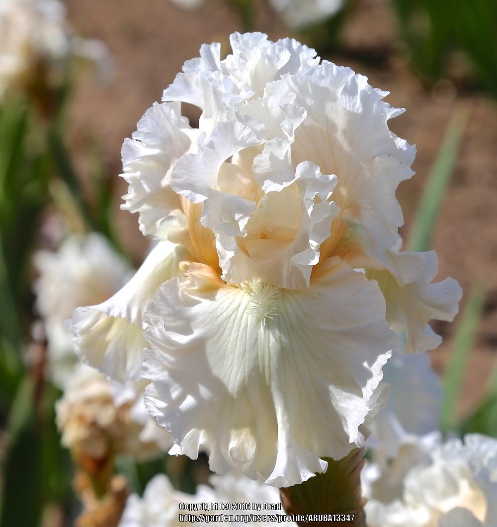 Photo of Tall Bearded Iris (Iris 'Gentle Soul') uploaded by ARUBA1334