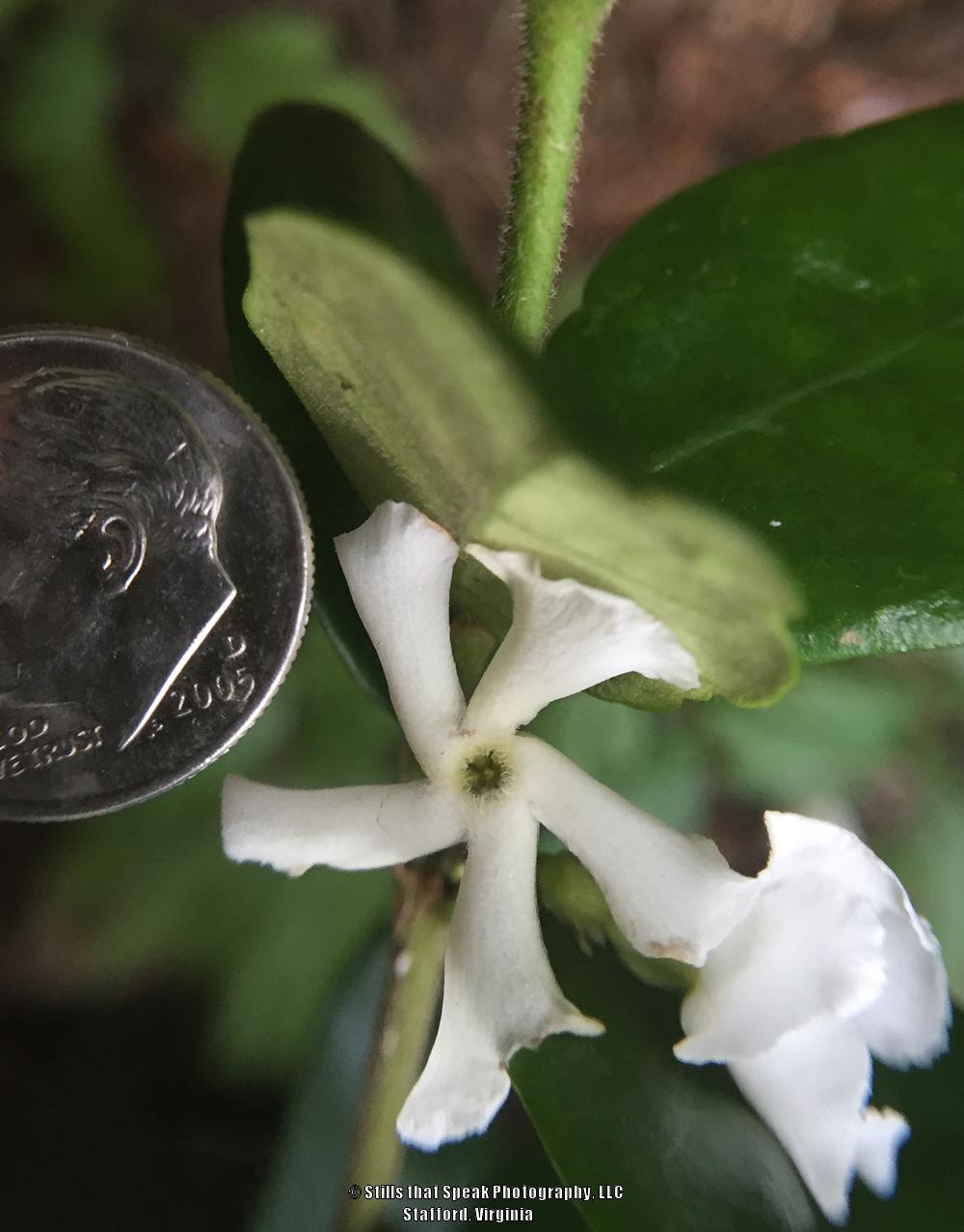 Photo of Confederate Jasmine (Trachelospermum jasminoides 'Madison') uploaded by Chantell