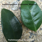 A leaf comparison as labeled.