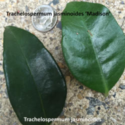 
Date: 2016-07-12
A leaf comparison as labeled.