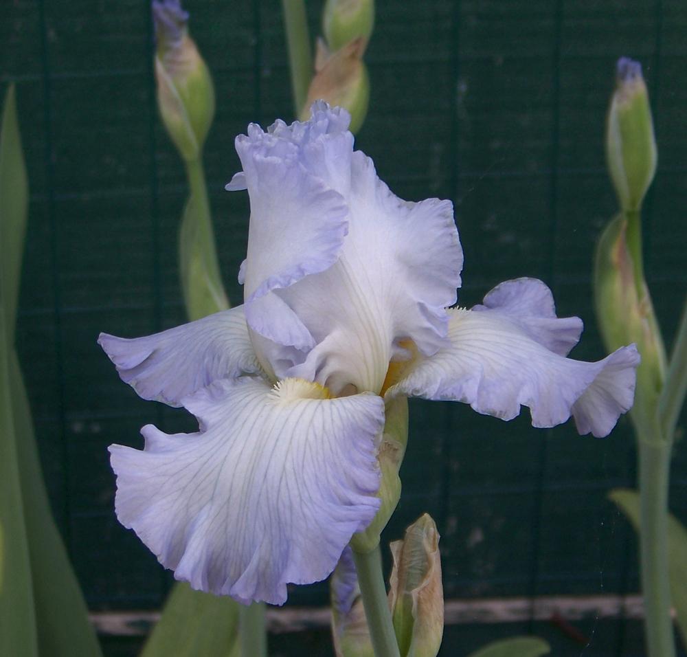 Photo of Tall Bearded Iris (Iris 'Stan Coates') uploaded by LynNY