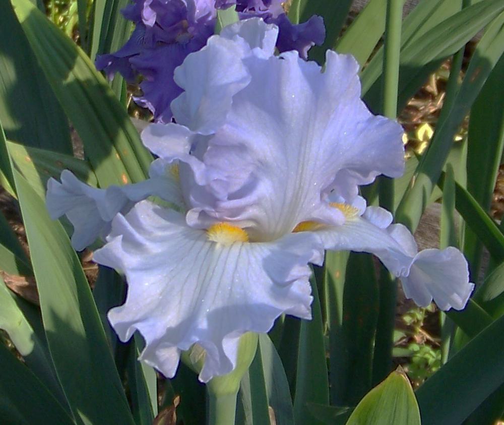 Photo of Tall Bearded Iris (Iris 'Sky and Sun') uploaded by LynNY