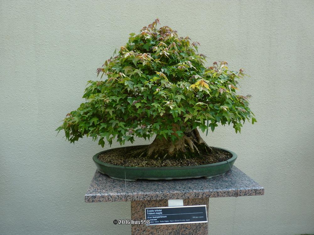 Photo of Trident Maple (Acer buergerianum) uploaded by bwv998