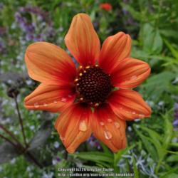 Location: RHS Harlow Carr, Yorkshire, UK
Date: 2016-07-11
