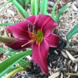 Location: My zone 5 garden
Date: 2016-07-13
The first bloom on a new plant this year.
