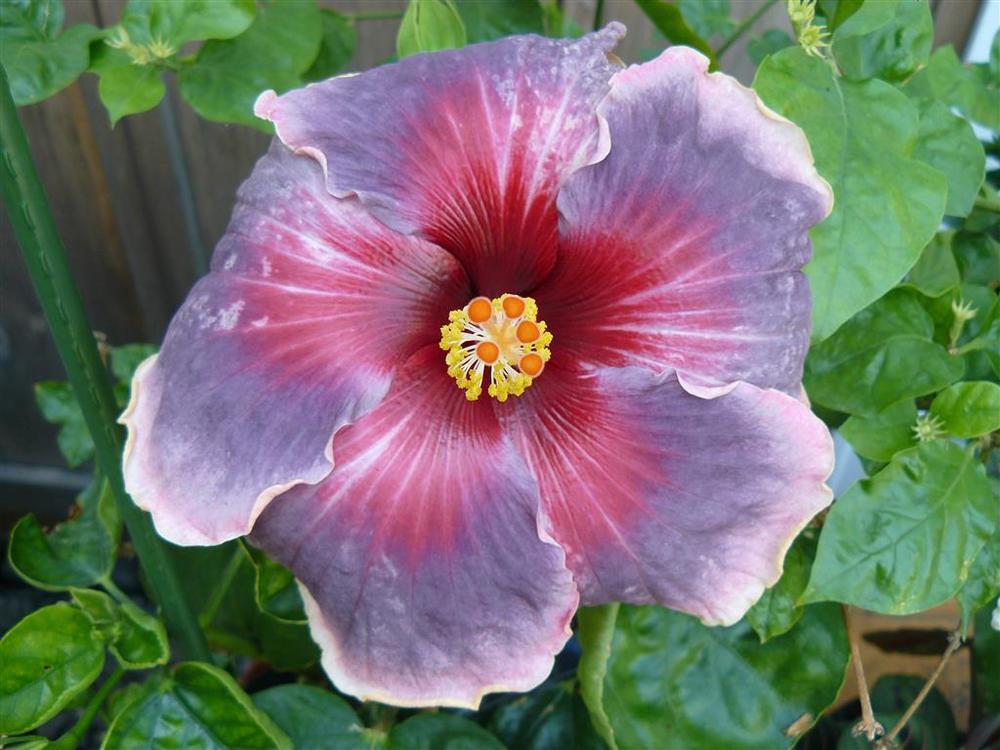 Photo of Tropical Hibiscus (Hibiscus rosa-sinensis 'Purple Galaxy') uploaded by threegardeners