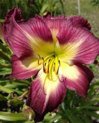 Thumb of 2016-07-14/DogsNDaylilies/466803