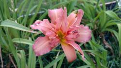 Thumb of 2016-07-14/DogsNDaylilies/4eff02