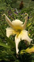 Thumb of 2016-07-14/DogsNDaylilies/9d5eb9