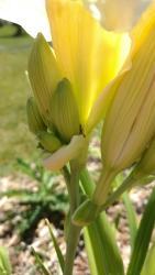 Thumb of 2016-07-14/DogsNDaylilies/b1dae7