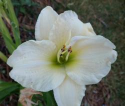 Thumb of 2016-07-14/DogsNDaylilies/cd492f