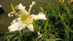 Thumb of 2016-07-14/DogsNDaylilies/cede36