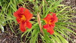 Thumb of 2016-07-14/DogsNDaylilies/eefcac