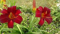Thumb of 2016-07-14/DogsNDaylilies/f37410