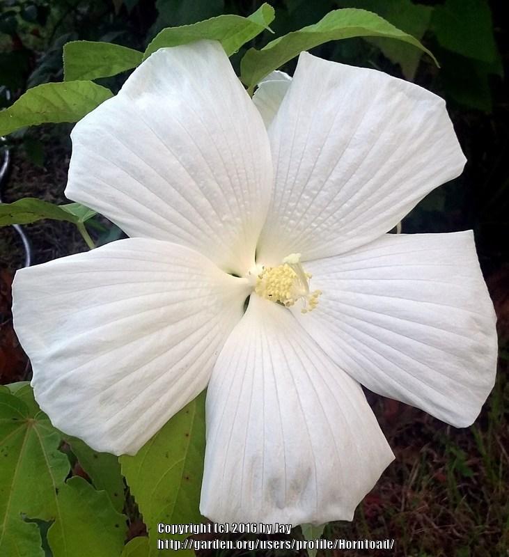 Photo of Hybrid Hardy Hibiscus (Hibiscus 'Blue River II') uploaded by Horntoad