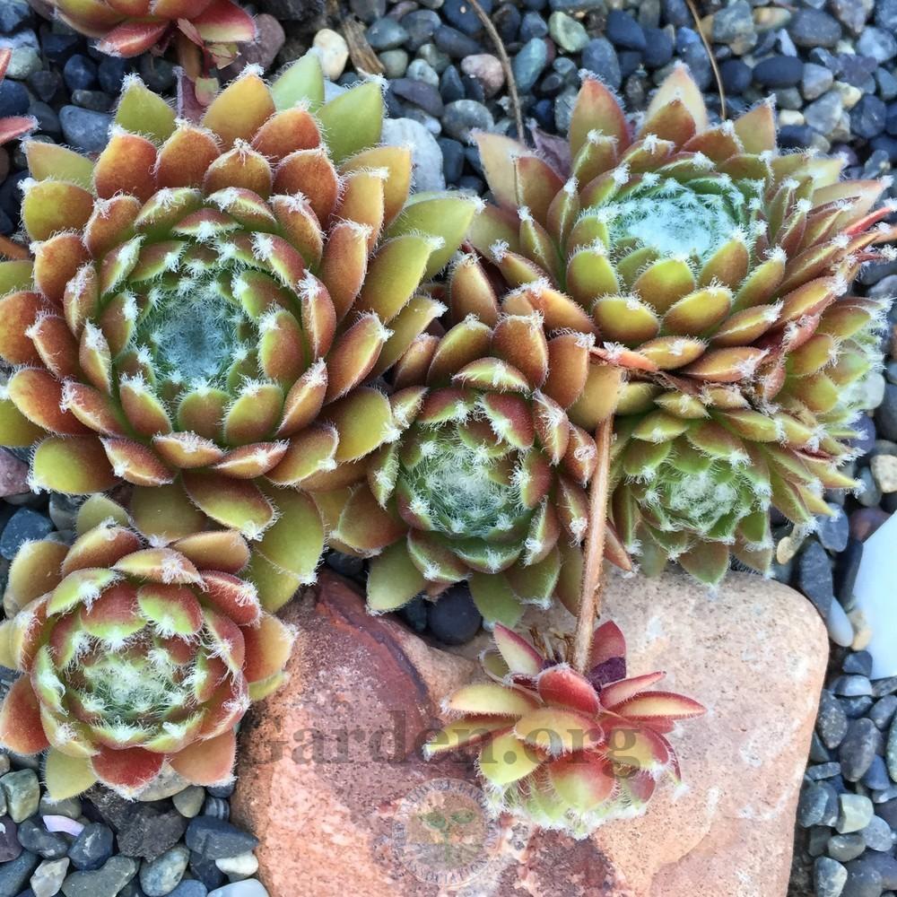 Photo of Hen and Chicks (Sempervivum 'Lone Star') uploaded by Patty