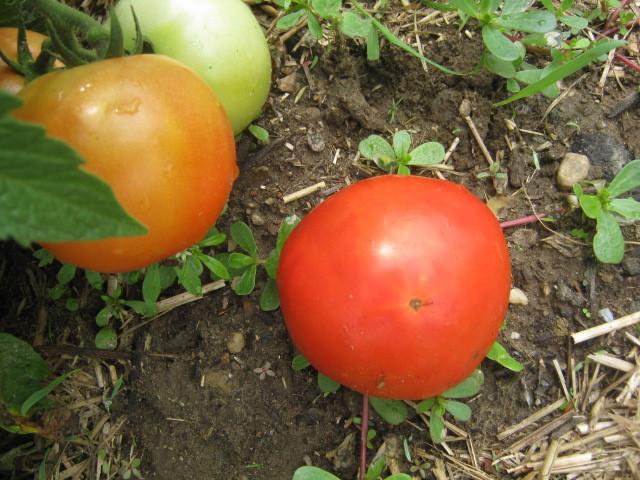 Photo of Tomato (Solanum lycopersicum 'Early Girl') uploaded by RobinD