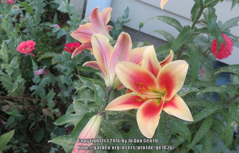 Photo of Lily (Lilium 'Montego Bay') uploaded by ge1836