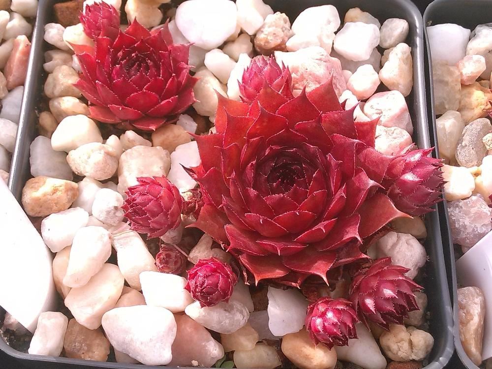 Photo of Hen and Chick (Sempervivum 'Positively Glowing') uploaded by jkbingh