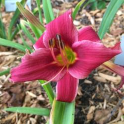 Location: My zone 5 garden
Date: 2016-07-14
2nd bloom on a new plant this year - I like it.