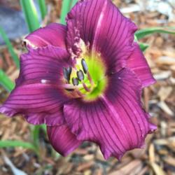 Location: My garden in N IL - zone 5
Date: 2016-07-14
First blooms on a new plant this spring.