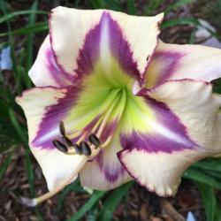 Location: My zone 5 garden
Date: 2016-07-14
This is up there with my favorite daylilies.