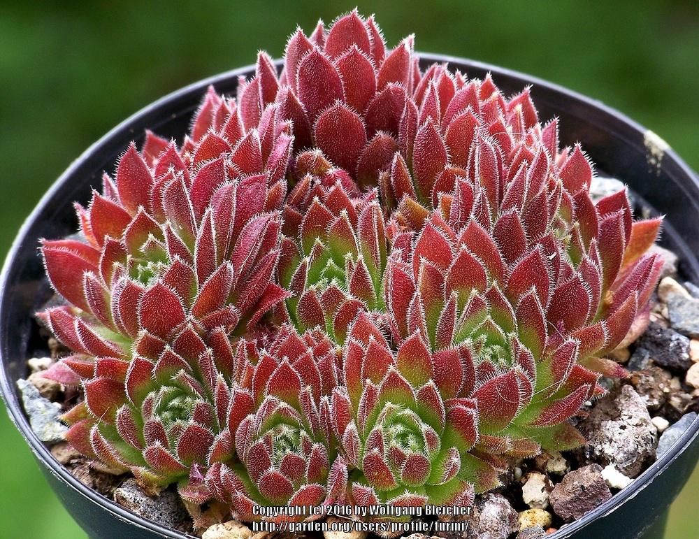 Photo of Hen and Chicks (Sempervivum 'Pacific Red Tide') uploaded by turini