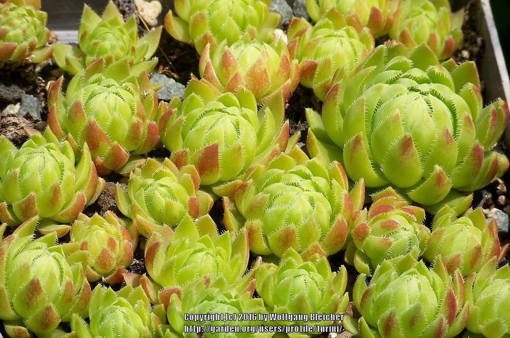 Photo of Rollers (Sempervivum globiferum var. hillebrandtii) uploaded by turini