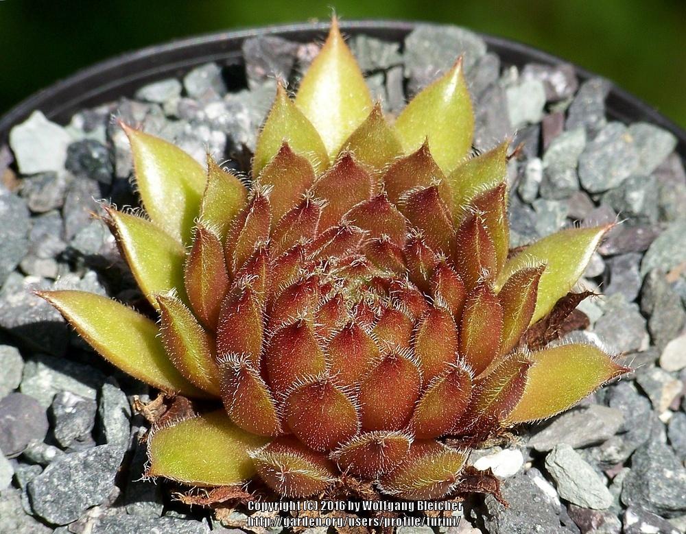Photo of Hen and Chicks (Sempervivum 'Björn') uploaded by turini
