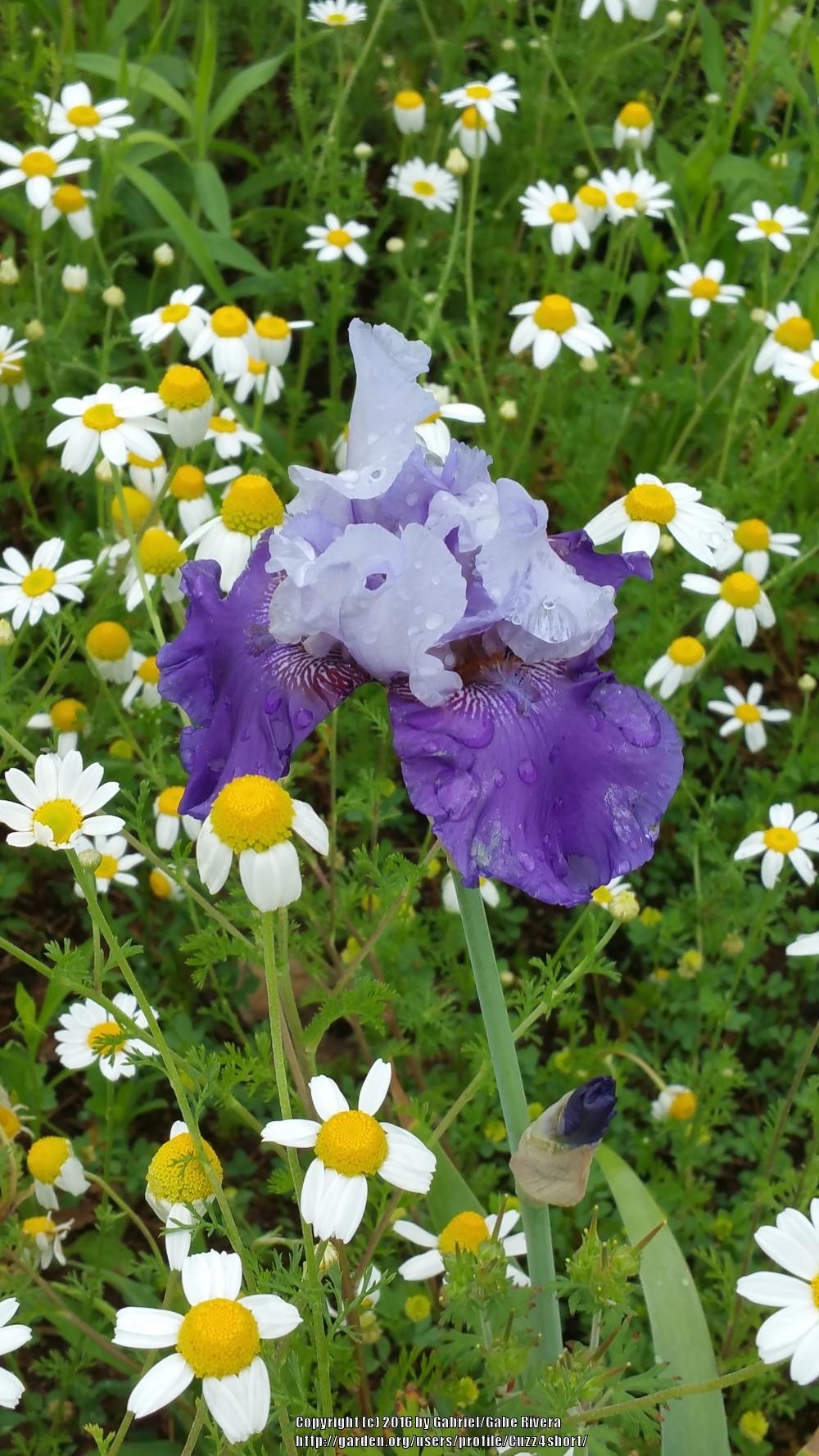 Photo of Tall Bearded Iris (Iris 'Best Bet') uploaded by Cuzz4short