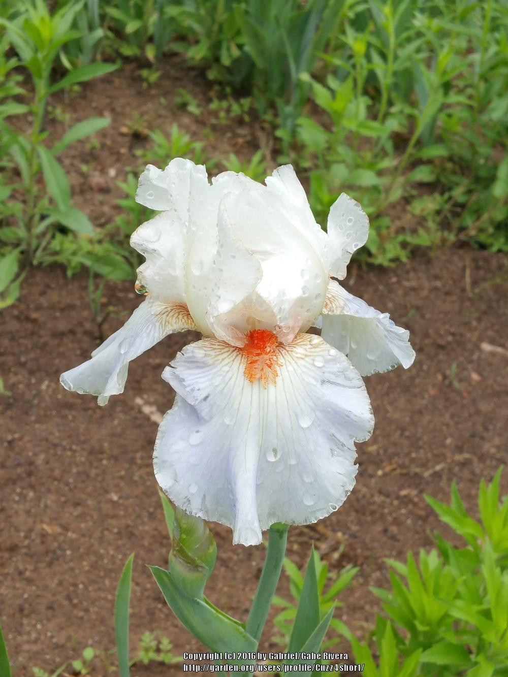 Photo of Tall Bearded Iris (Iris 'American Beauty') uploaded by Cuzz4short