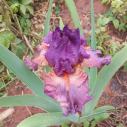 Location: Thelma's Iris Garden Winston-Salem, NC
Date: 2016-05-01