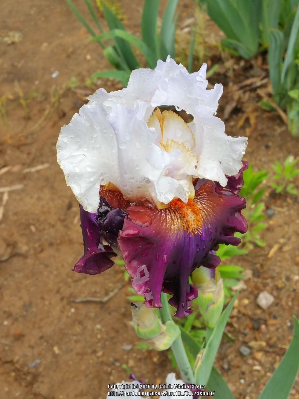Photo of Tall Bearded Iris (Iris 'Connection') uploaded by Cuzz4short