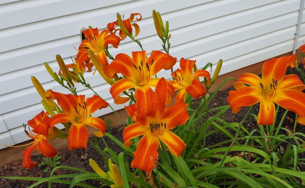 Photo of Daylily (Hemerocallis 'Heavenly Orange Blaze') uploaded by Jessie6162