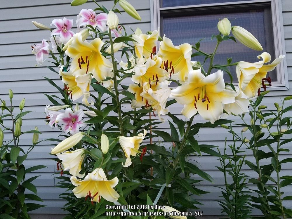 Photo of Lily (Lilium 'Conca d'Or') uploaded by Nhra_20